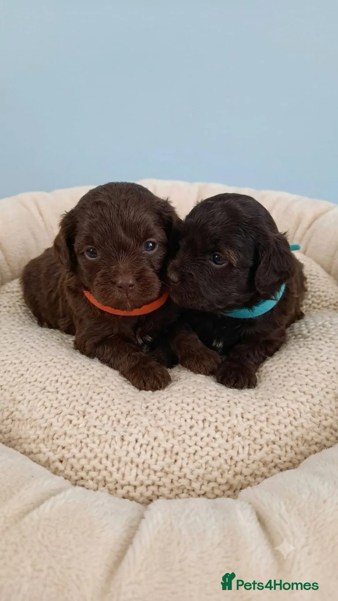 Shihpoo dogs for sale: Shipoo Pups for sale - Advert 5
