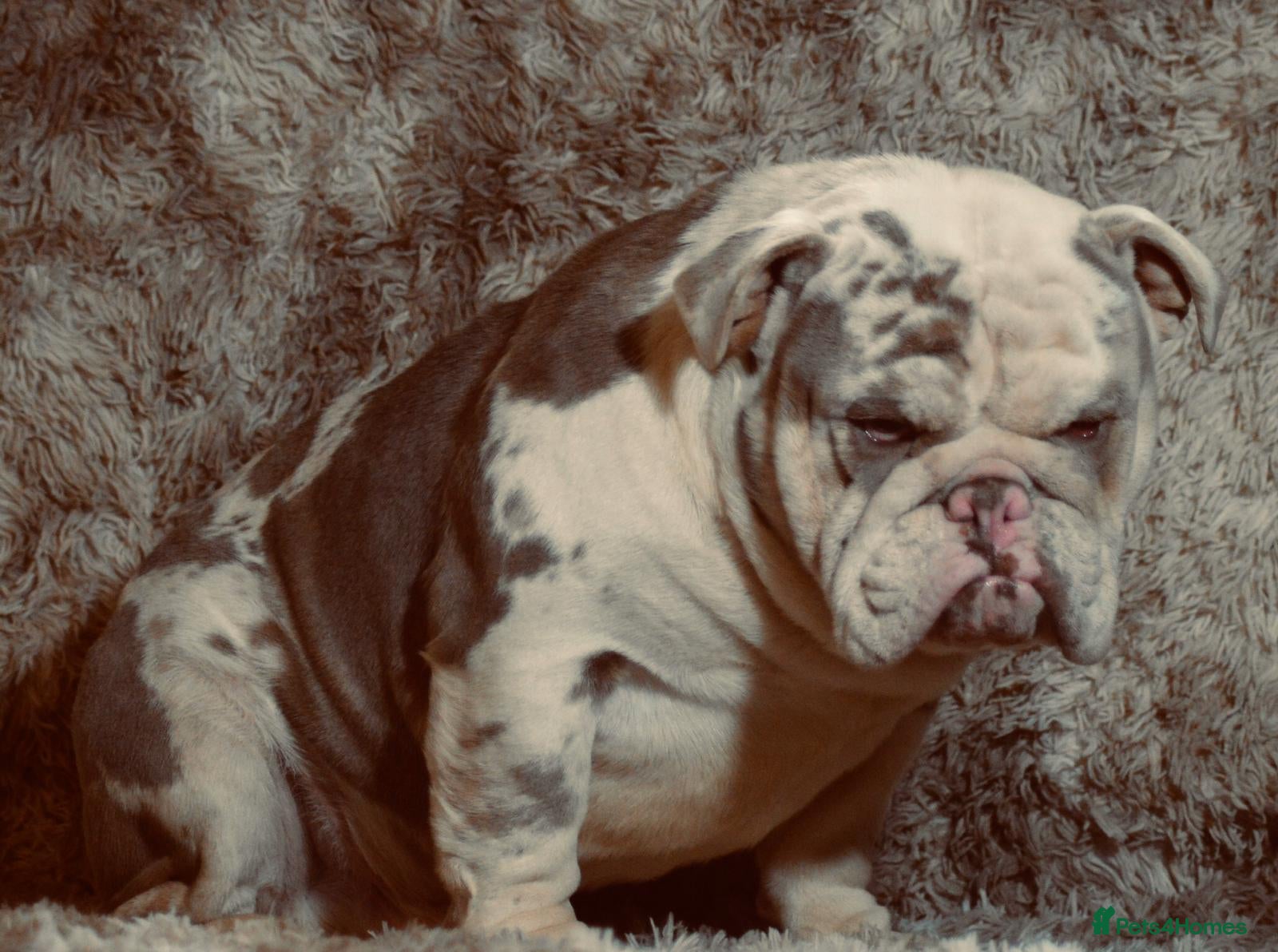 English Bulldog dogs PROVEN LILAC AND TAN MERLE in Spalding - Advert 15