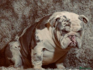 English Bulldog dogs in Spalding - Advert 5