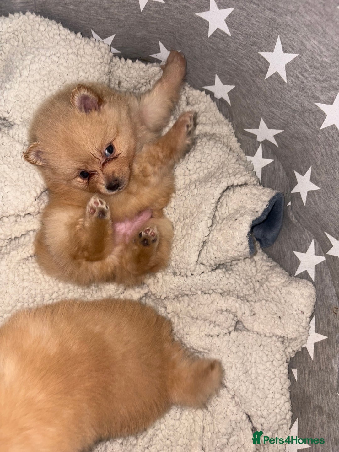 Pomeranian dogs for sale: ** Pomeranian Puppies 🐶🤍🐻🤎 - Image 20