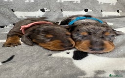 Miniature Dachshund dogs for sale: Almost ready to leave!Amazing Miniature Dachshunds in Doncaster - Image 16