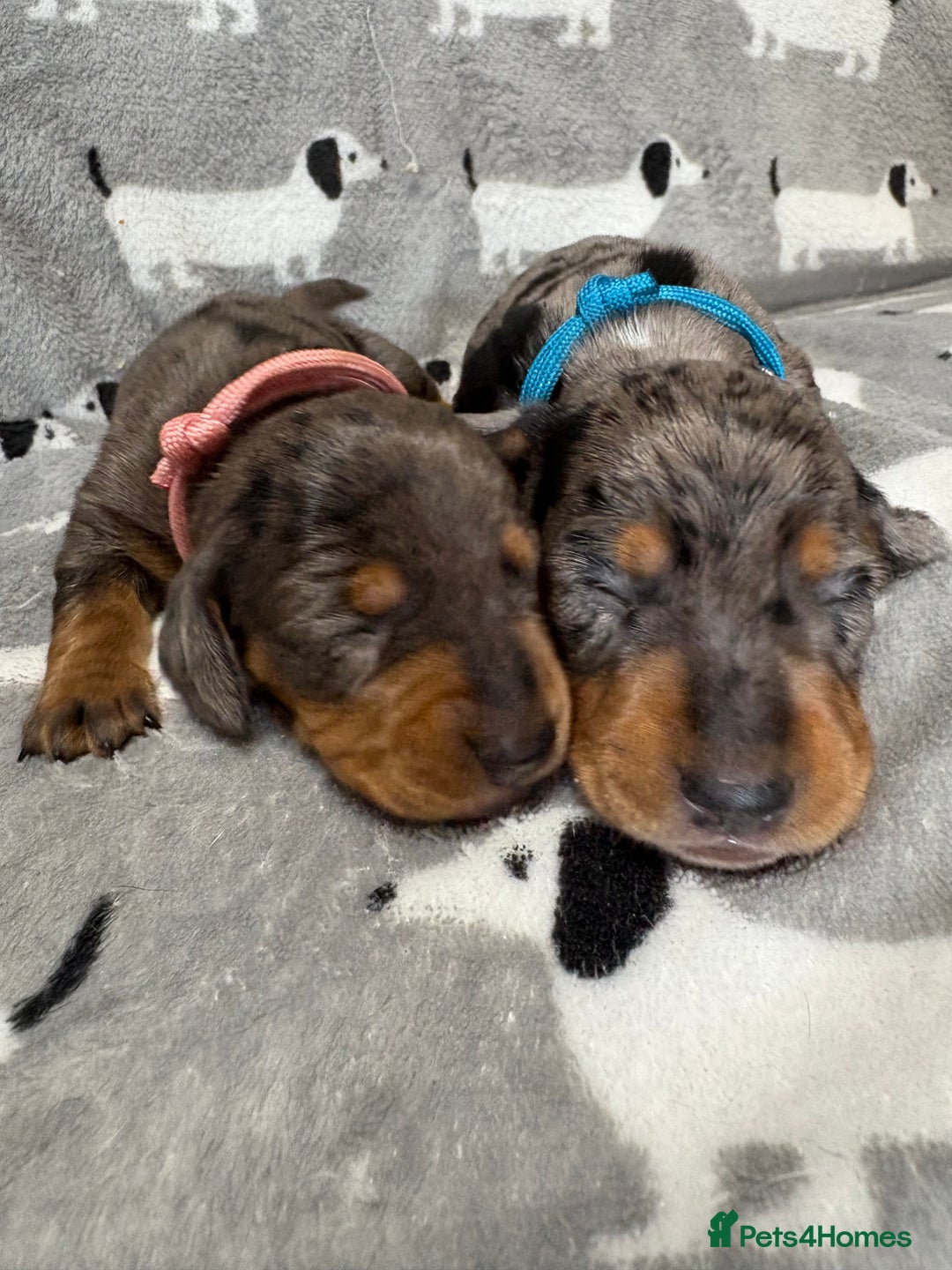 Miniature Dachshund dogs for sale: Almost ready to leave!Amazing Miniature Dachshunds in Doncaster - Image 16