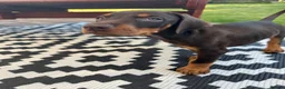 Dobermann dogs for sale: ❌ ready monday❌Health tested Dobermans not Kc reg  - Advert 16