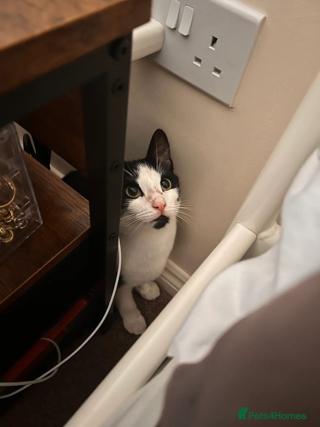 Domestic Shorthair cats for sale: Tabby Cat - Advert 11