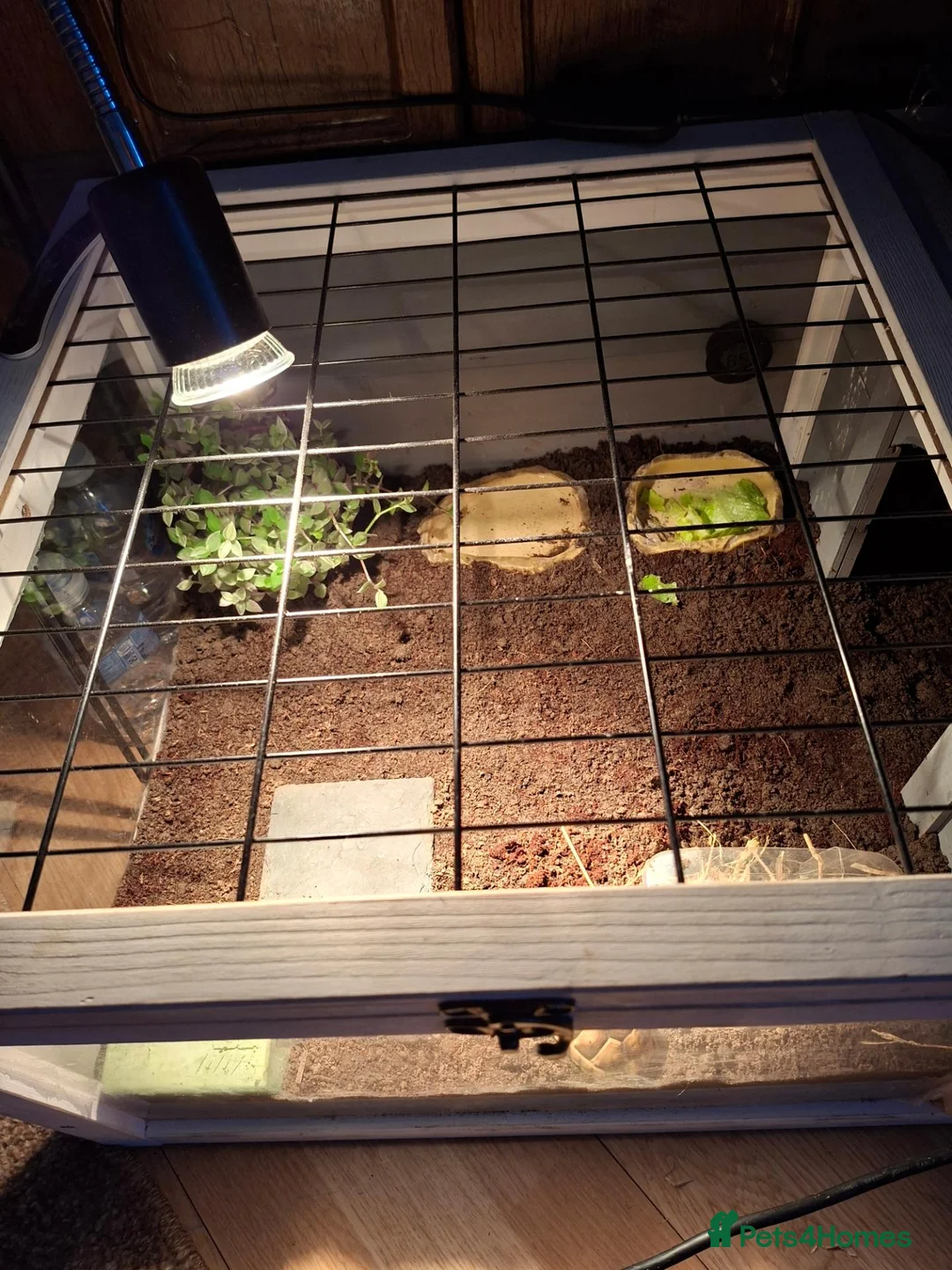 Tortoise reptiles for sale: Tortoise year and 2 months in Grimsby - Advert 4