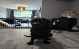 Cane Corso dogs for sale: Female can corso  **  - Image 3