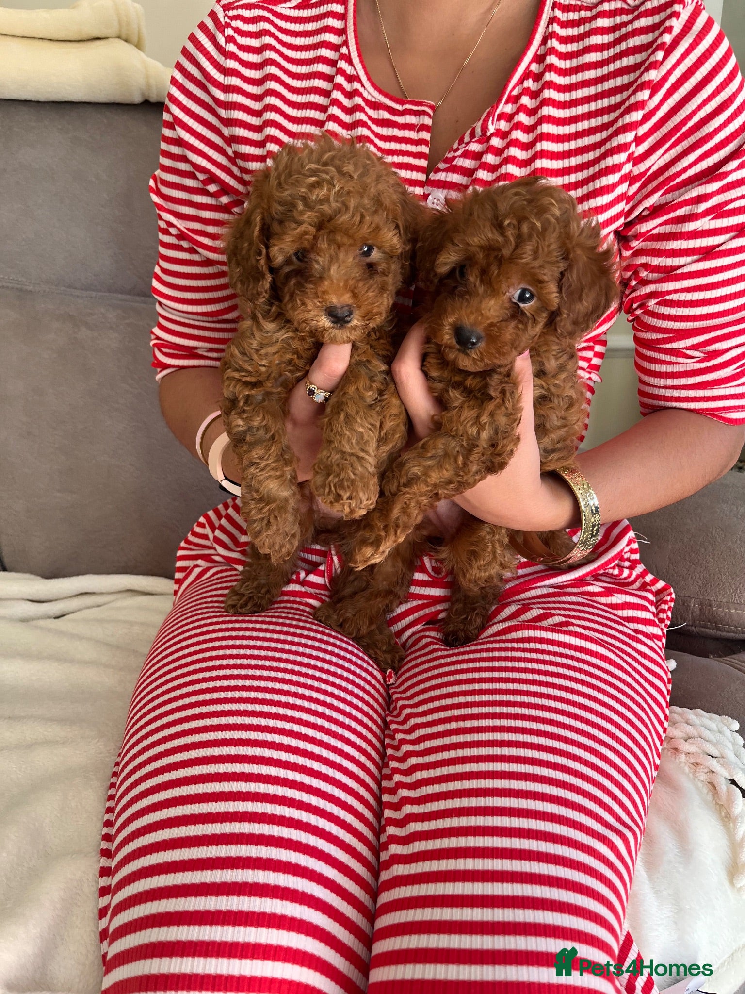 Toy Poodle dogs 🧡 Red Toy Poodle Pups 🧡 - Advert 2