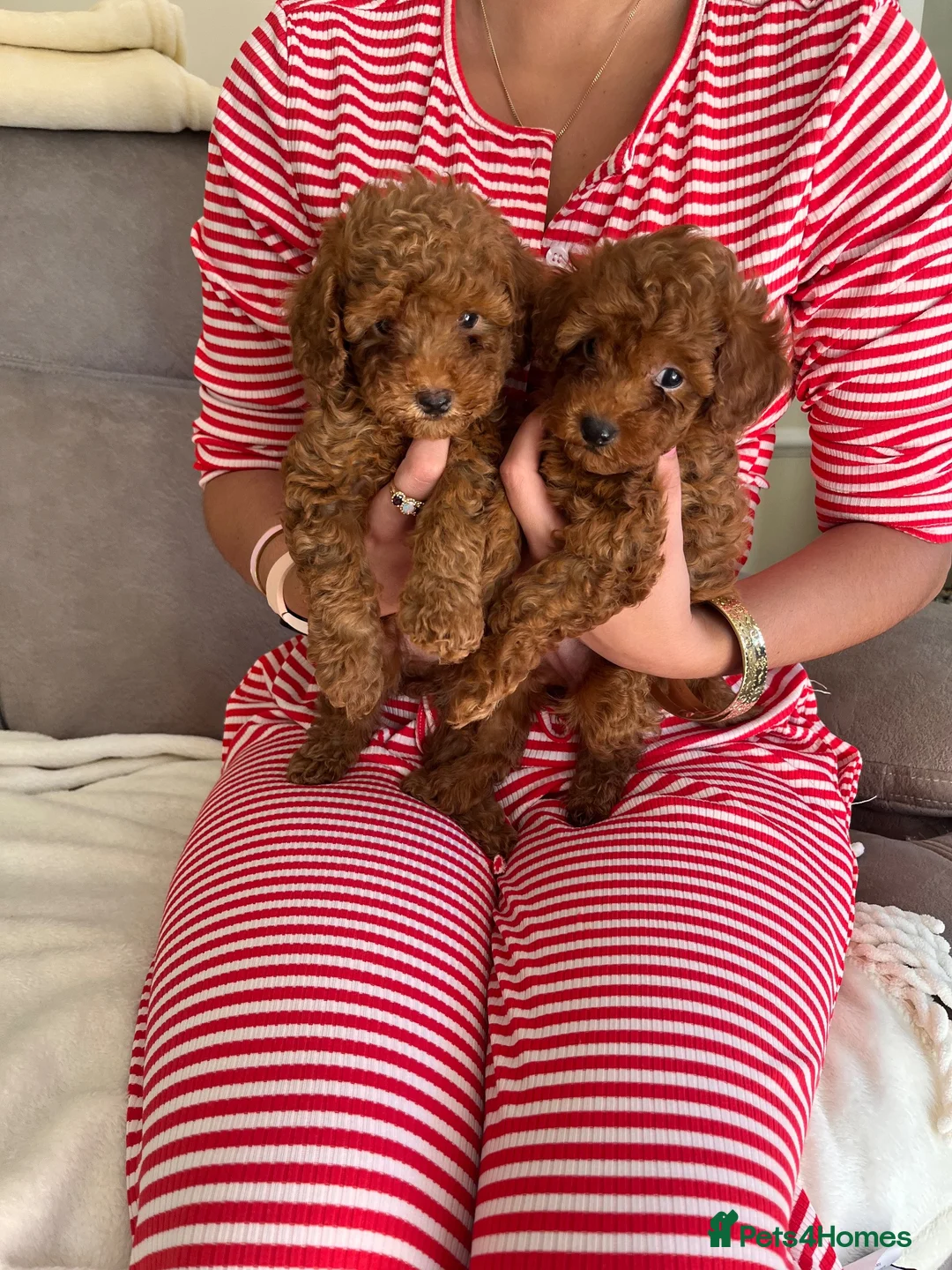 Toy Poodle dogs for sale: 🧡 Red Toy Poodle Pups 🧡 - Advert 2