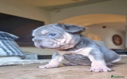 French Bulldog dogs for sale: Beautiful French bulldogs - Image 13