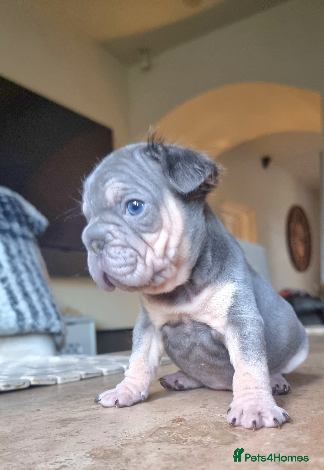 French Bulldog dogs for sale: Beautiful French bulldogs - Image 13