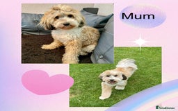 Mixed Breed dogs for sale:  Fab❤️Ttoodle Tibetan terrier x Miniature Poodle - Image 6