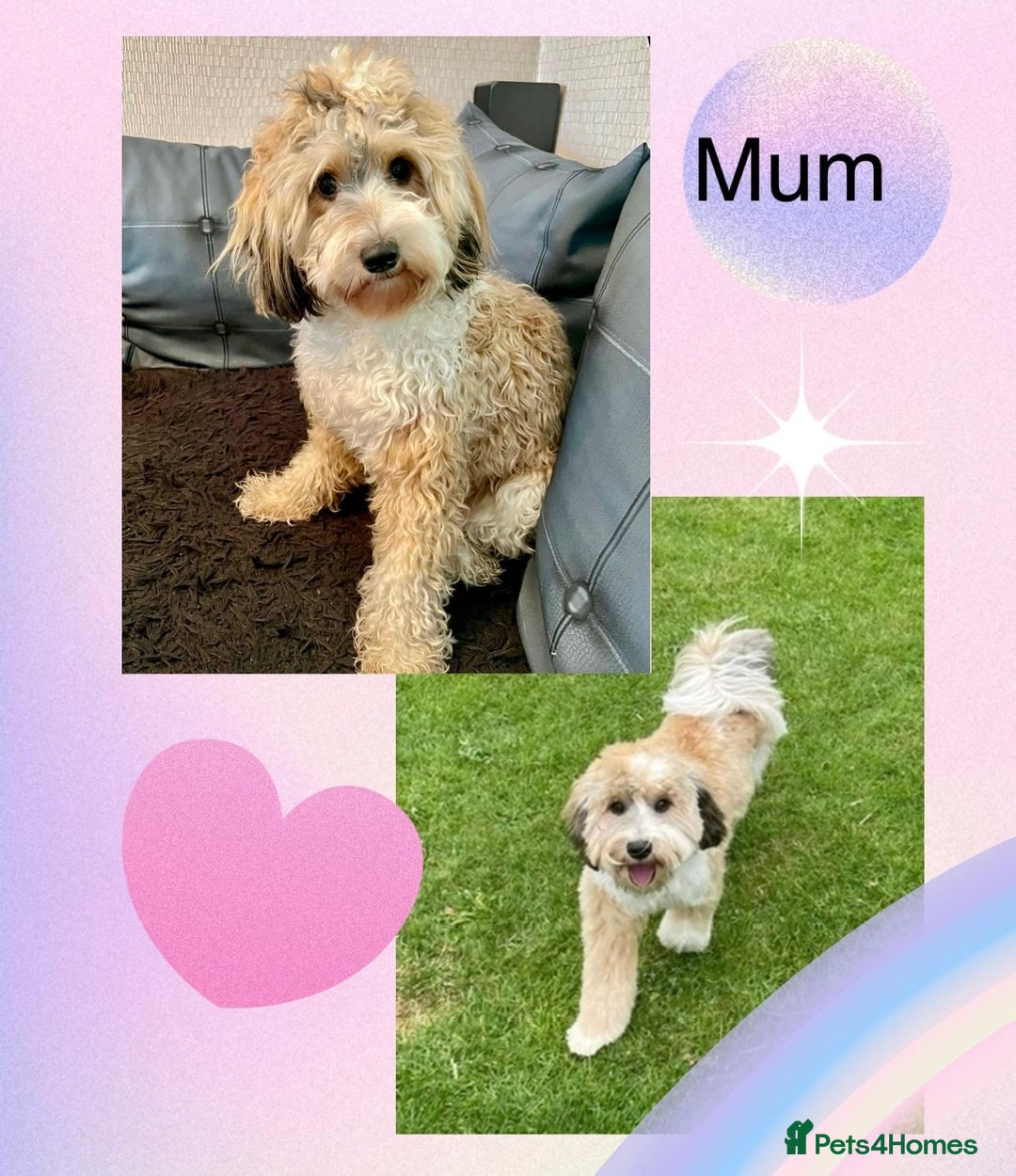Mixed Breed dogs for sale:  Fab❤️Ttoodle Tibetan terrier x Miniature Poodle - Image 6