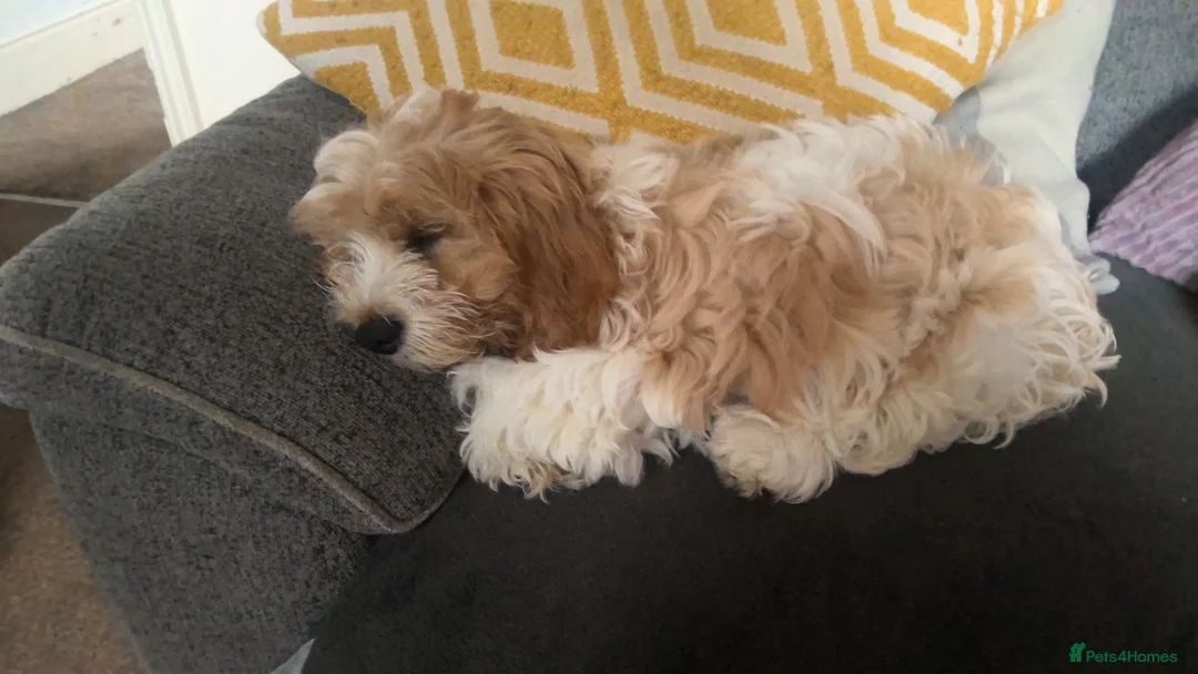 Cavachon dogs for sale: Princess - Advert 4