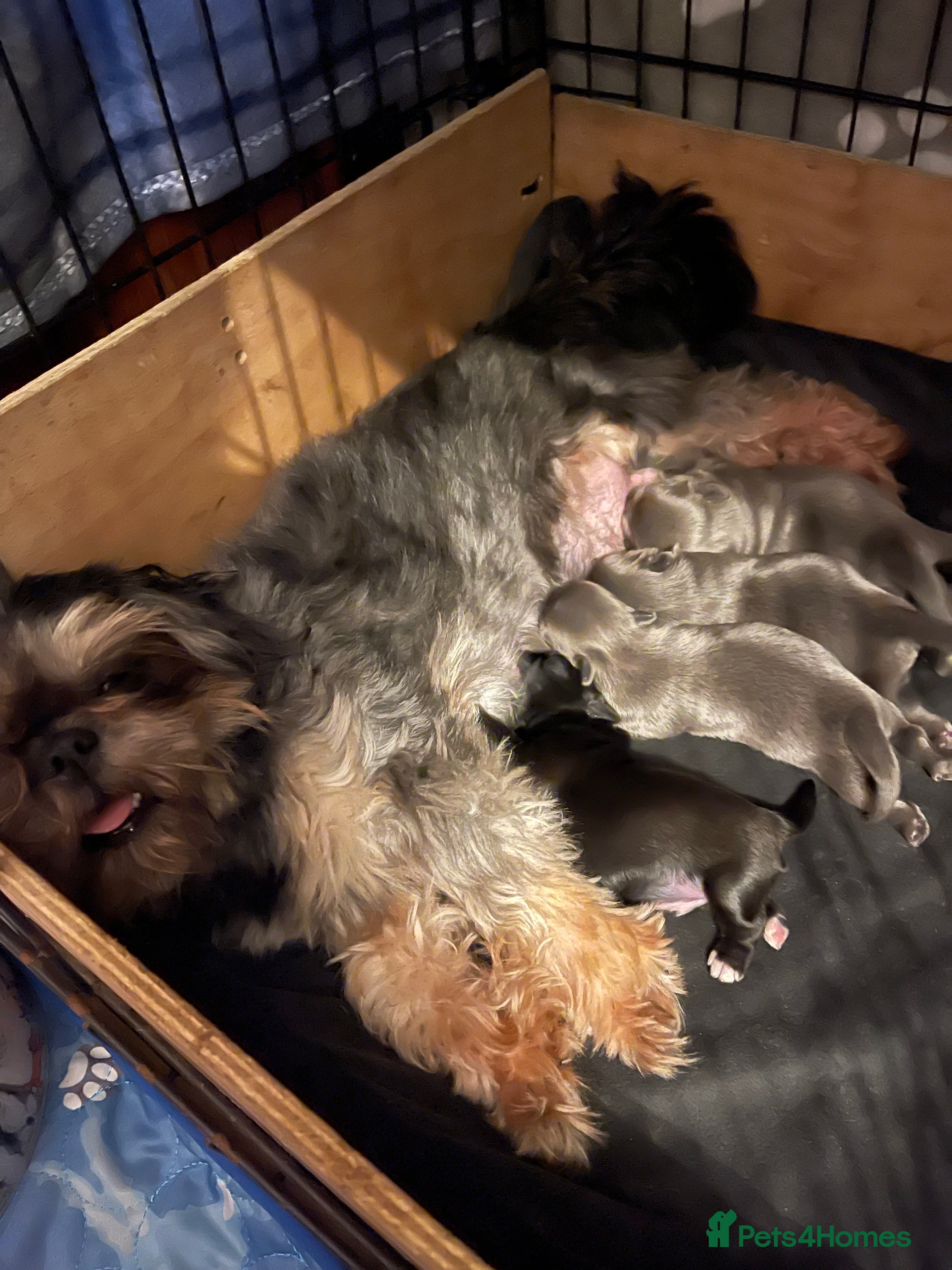 Shih Tzu dogs imperial karishishi shih tzu - Advert 1