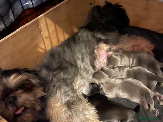 Shih Tzu dogs imperial shihtzu dobie carriers karishishi - Advert 2