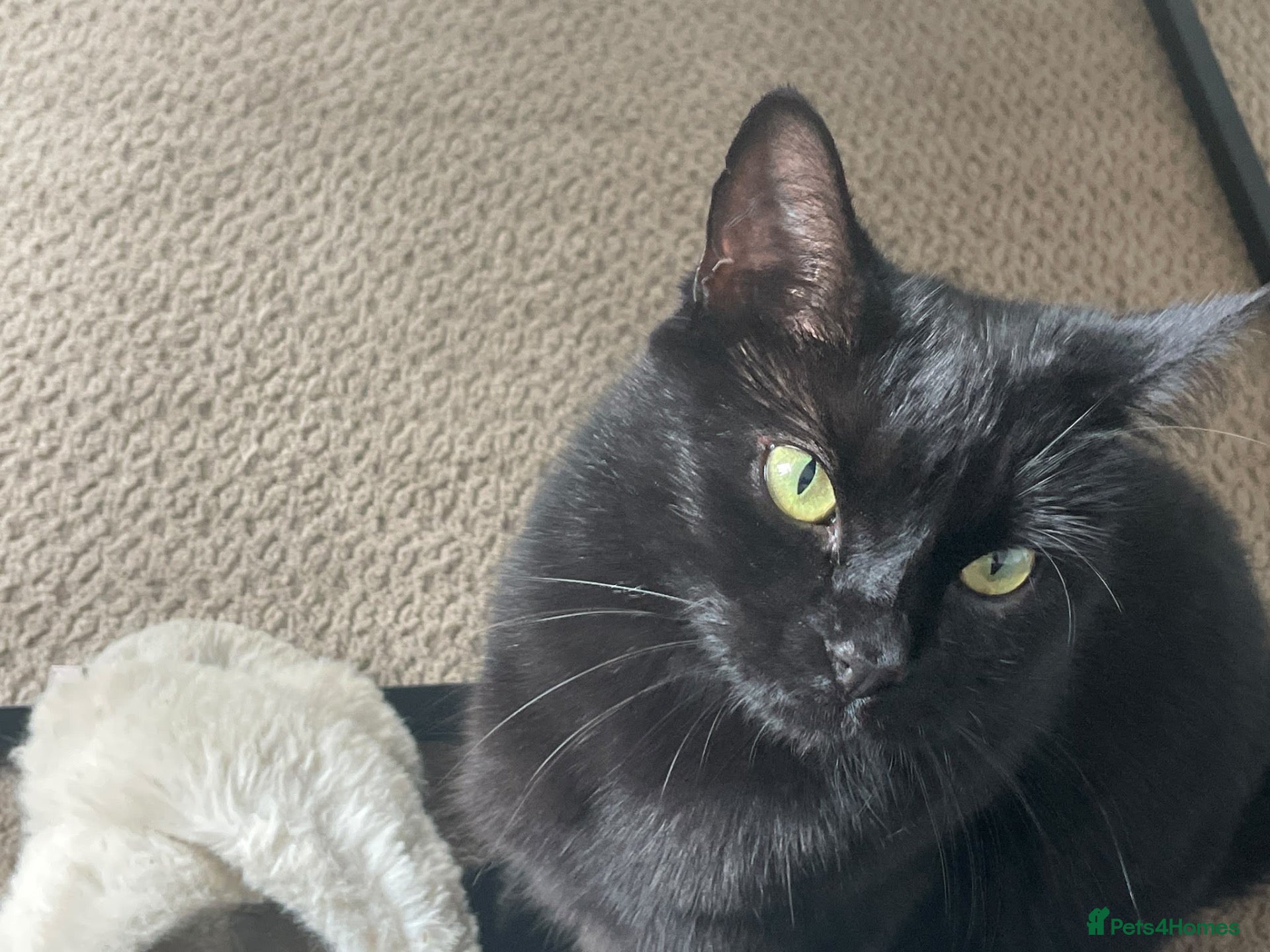 Mixed Breed cats For free - Advert 1