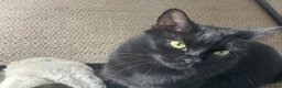 Mixed Breed cats for sale: For free in Felixstowe - Advert 1