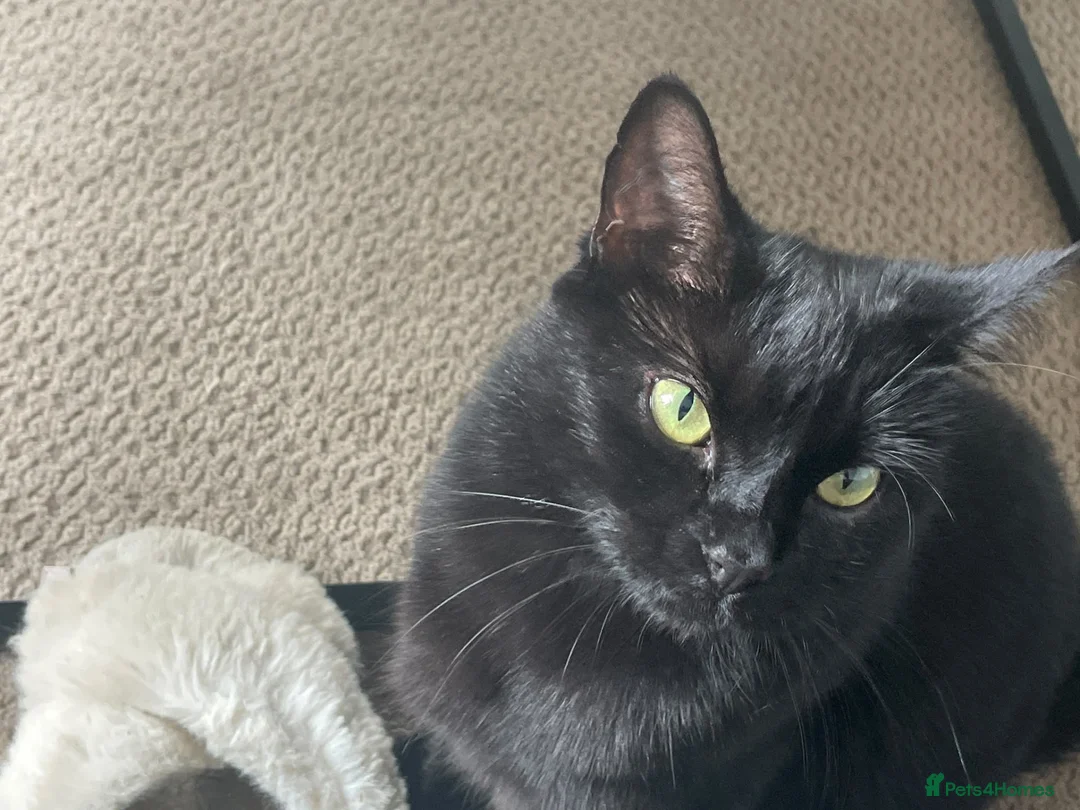Mixed Breed cats for sale: For free in Felixstowe - Advert 1