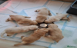 Golden Retriever dogs for sale: Beautiful Golden Retriever pups - Image 10