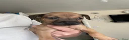 Staffordshire Bull Terrier dogs for sale: Beautiful girls  in Alfreton - Advert 7