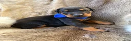 Dobermann dogs for sale: *KC REGISTERED* HEALTH TESTED DOBERMAN PUPPIES* - Advert 34