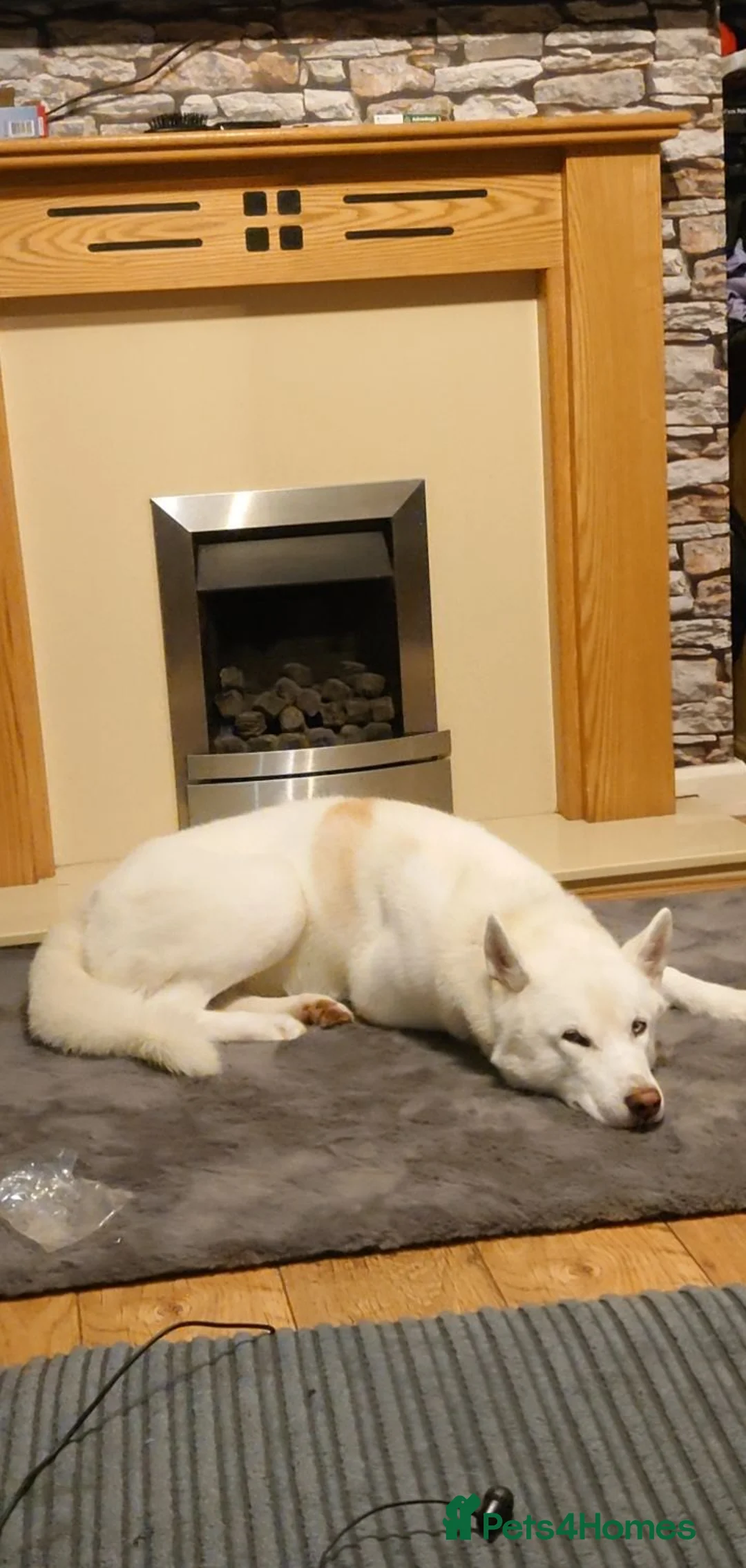 Siberian Husky dogs for sale: 7 YO Ghost  - Advert 1