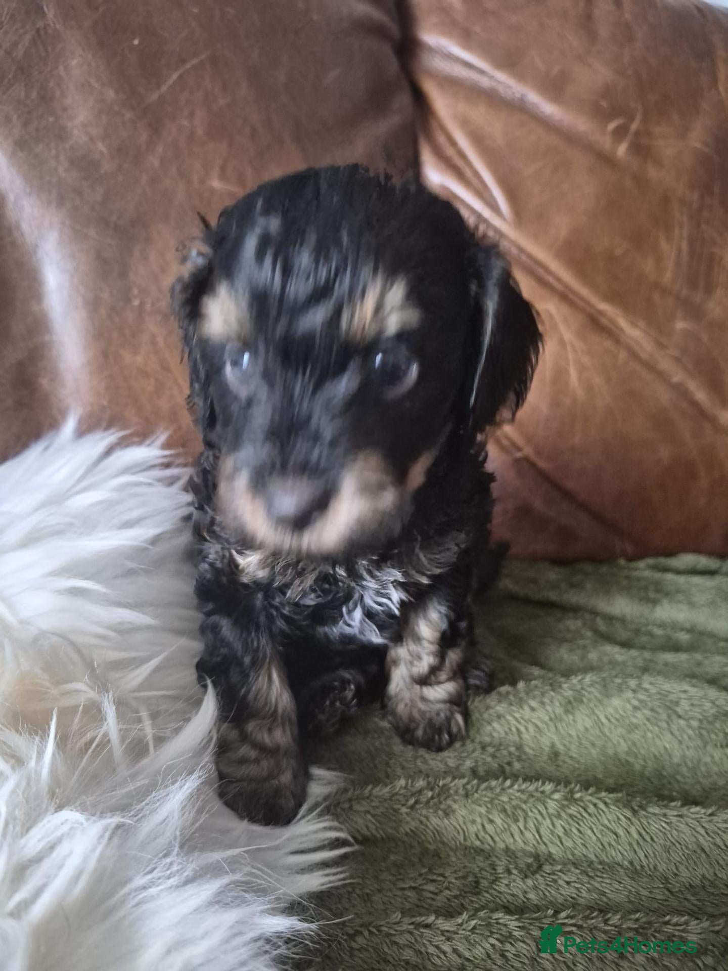 Maltipoo dogs 6 adorable maltipoo puppies extraordinary colours  - Advert 2