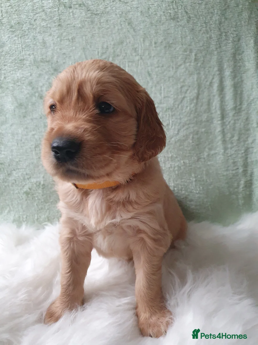 Golden Retriever dogs for sale: KC Registerd golden retriever puppies - Advert 8