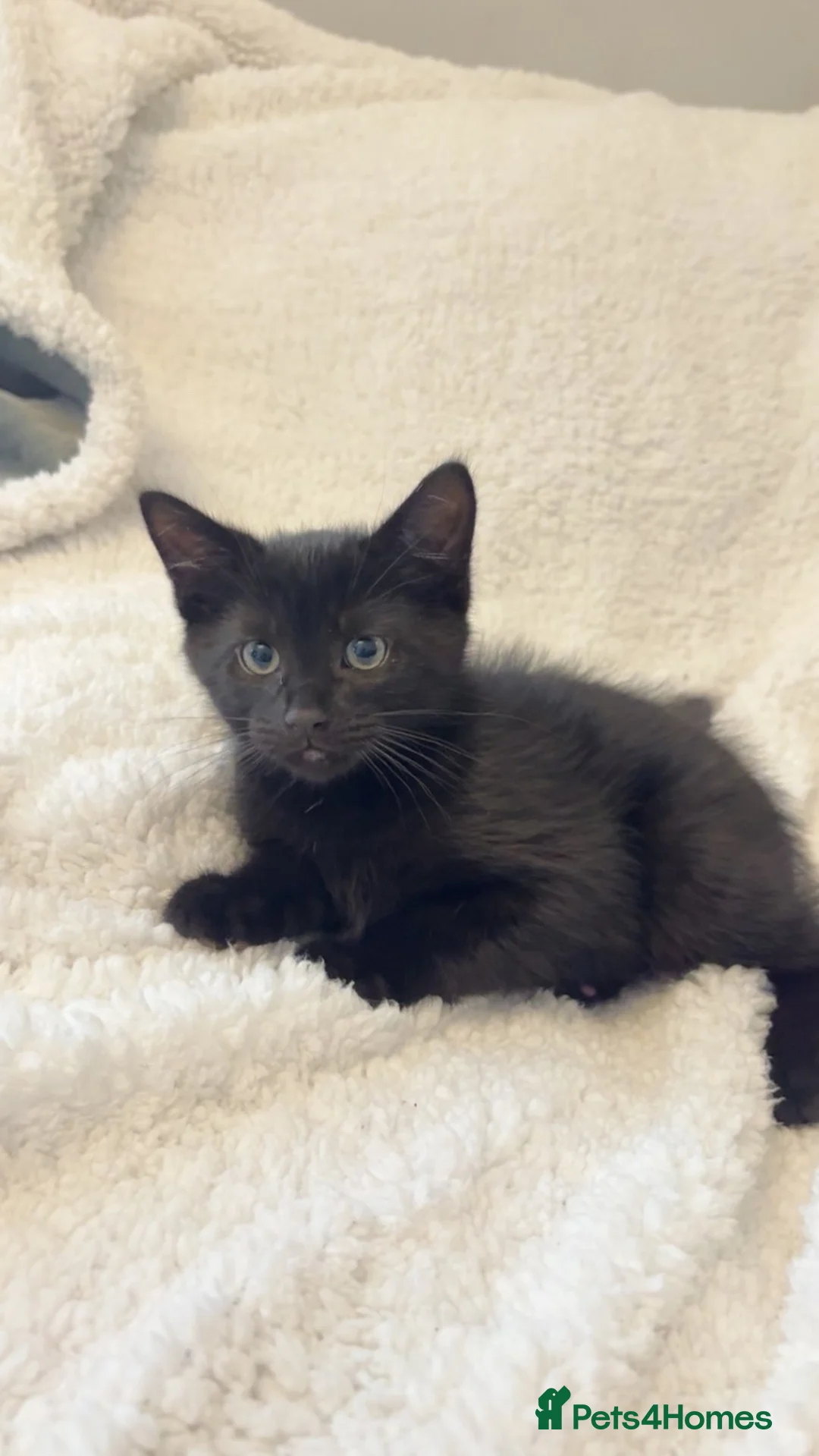 Mixed Breed cats for sale: Black male cat for sale - Advert 2