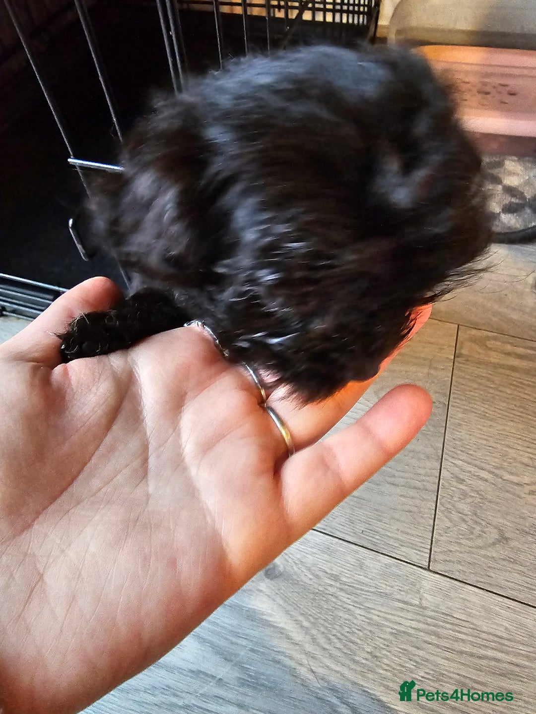 Shih Tzu dogs for sale: 2 female shih tzu  - Advert 6