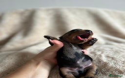 Dachshund dogs for sale: Miniature Dachshunds - Image 11