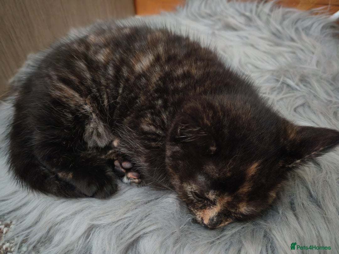 British Shorthair cats for sale: British shorthair kittens - Image 12