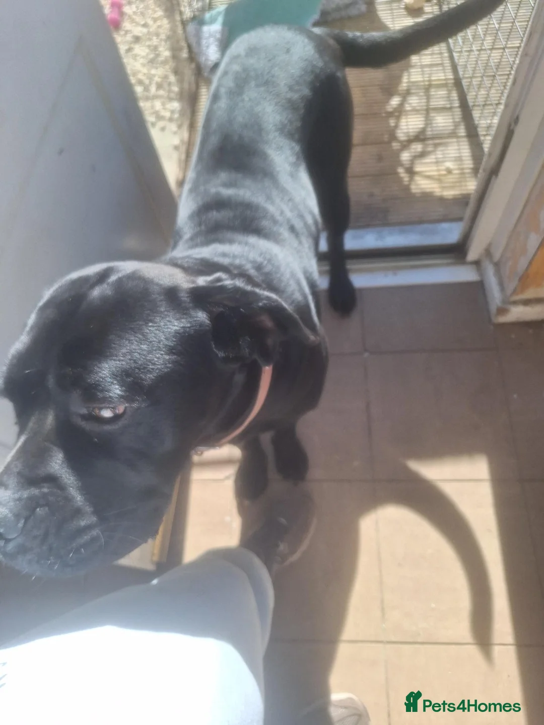 Cane Corso dogs for sale: Female cane corso in Gainsborough - Advert 2