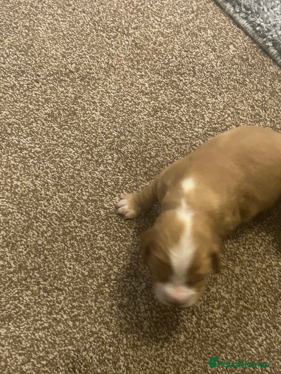 Cocker Spaniel dogs for sale: Working cocker spaniels - Advert 11