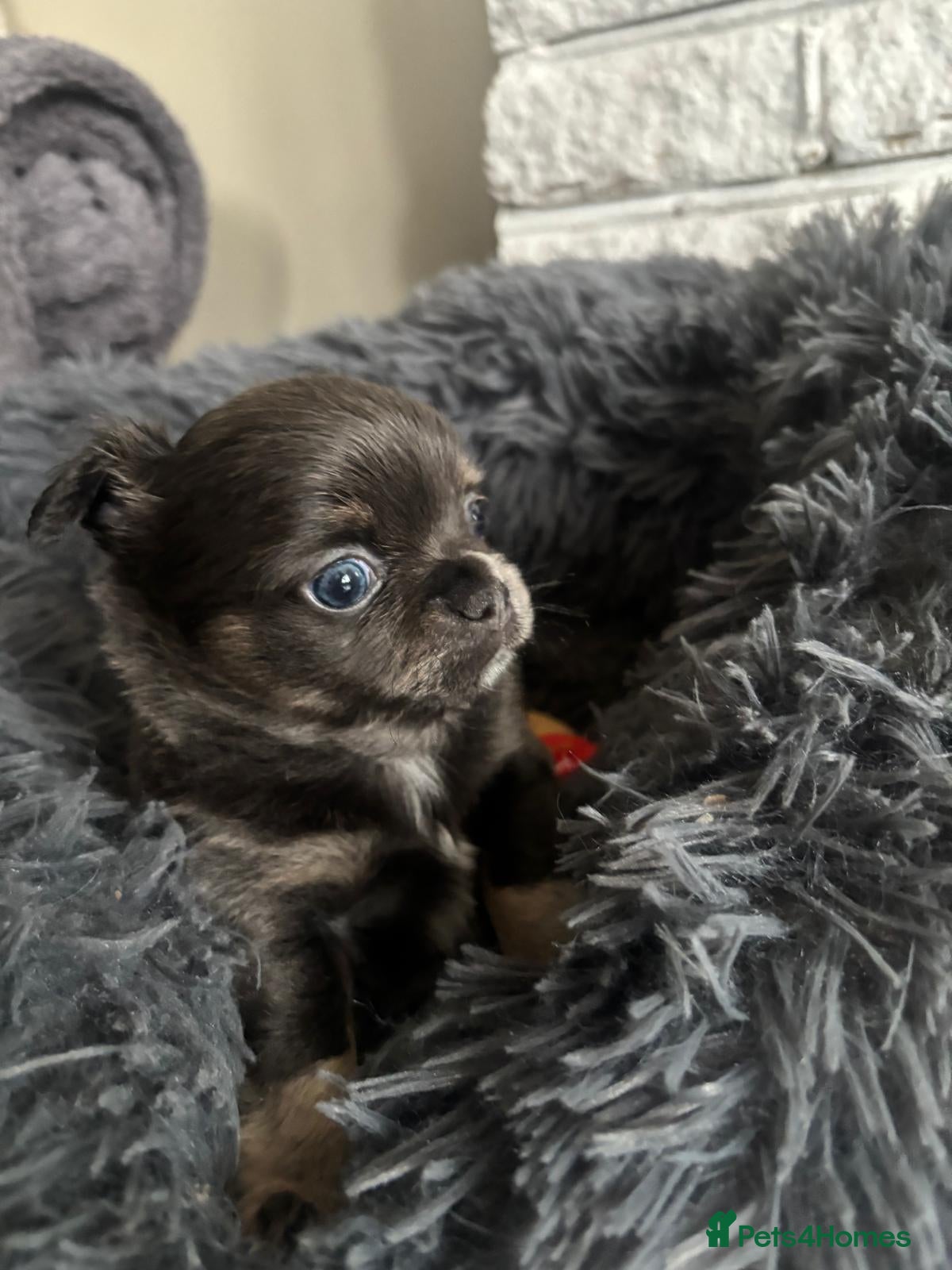 Chihuahua dogs Beautiful chihuahua puppies - Advert 10