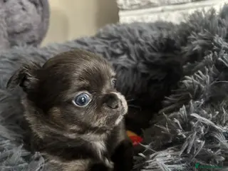 Chihuahua dogs Beautiful chihuahua puppies - Advert 10