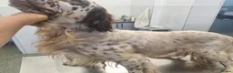 English Setter dogs for adoption: SETH! - Advert 6