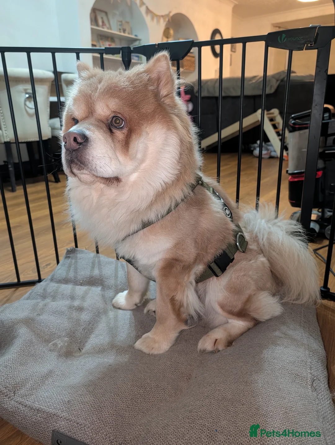 Chow Chow dogs for sale: Chow Chow – Male – 1.5 Years Old  - Advert 1