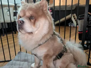 Chow Chow dogs Chow Chow – Male – 1.5 Years Old - Advert 11