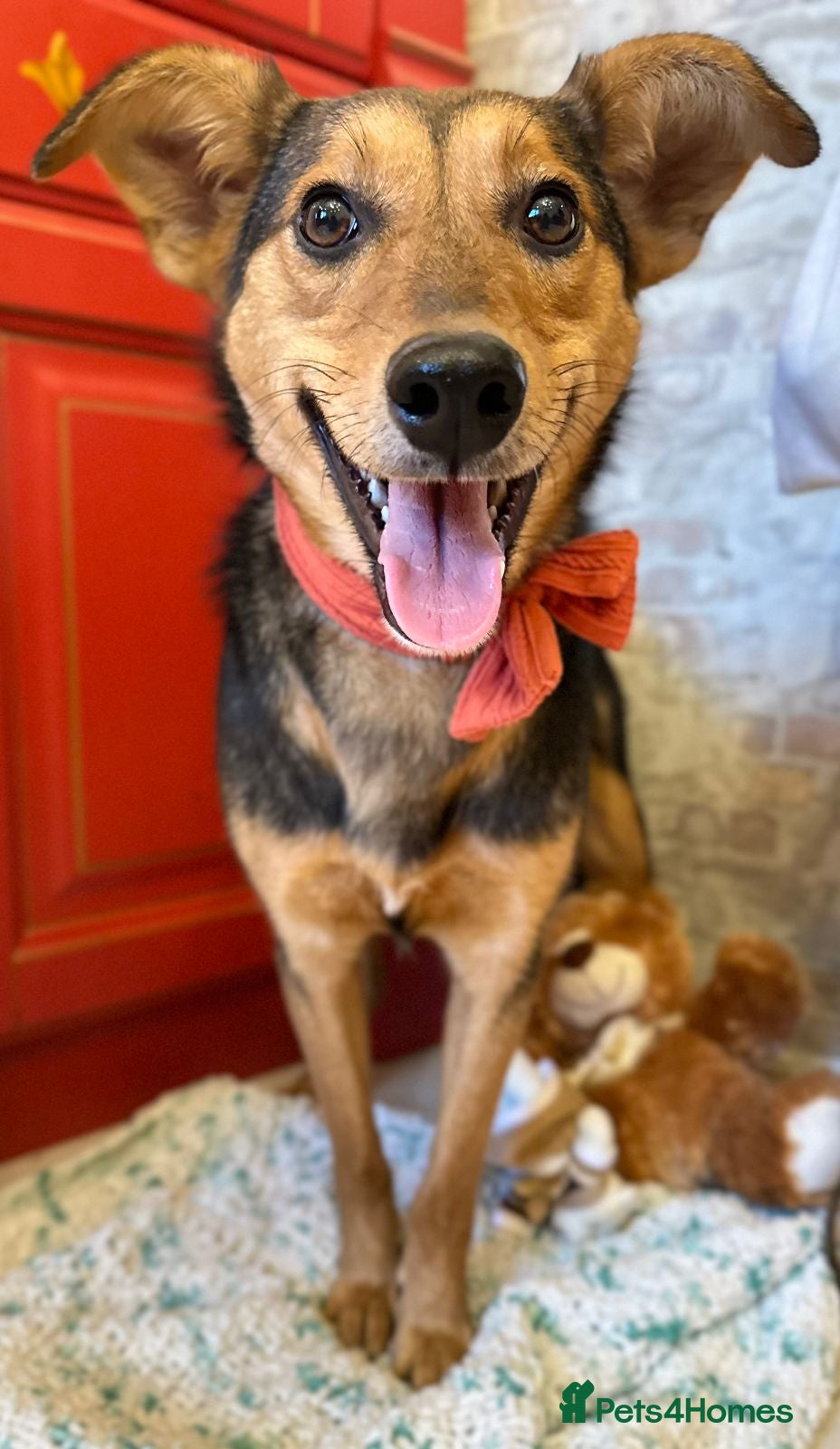 Mixed Breed dogs ❤️🐶 RAPUNZEL – 1 year old gentle gem❤️🐶  - Advert 16