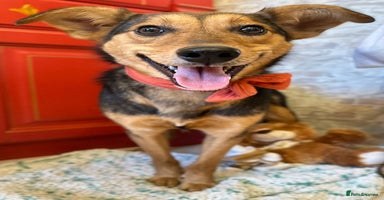 Mixed Breed dogs ❤️🐶 RAPUNZEL – 1 year old gentle model❤️🐶  - Advert 13