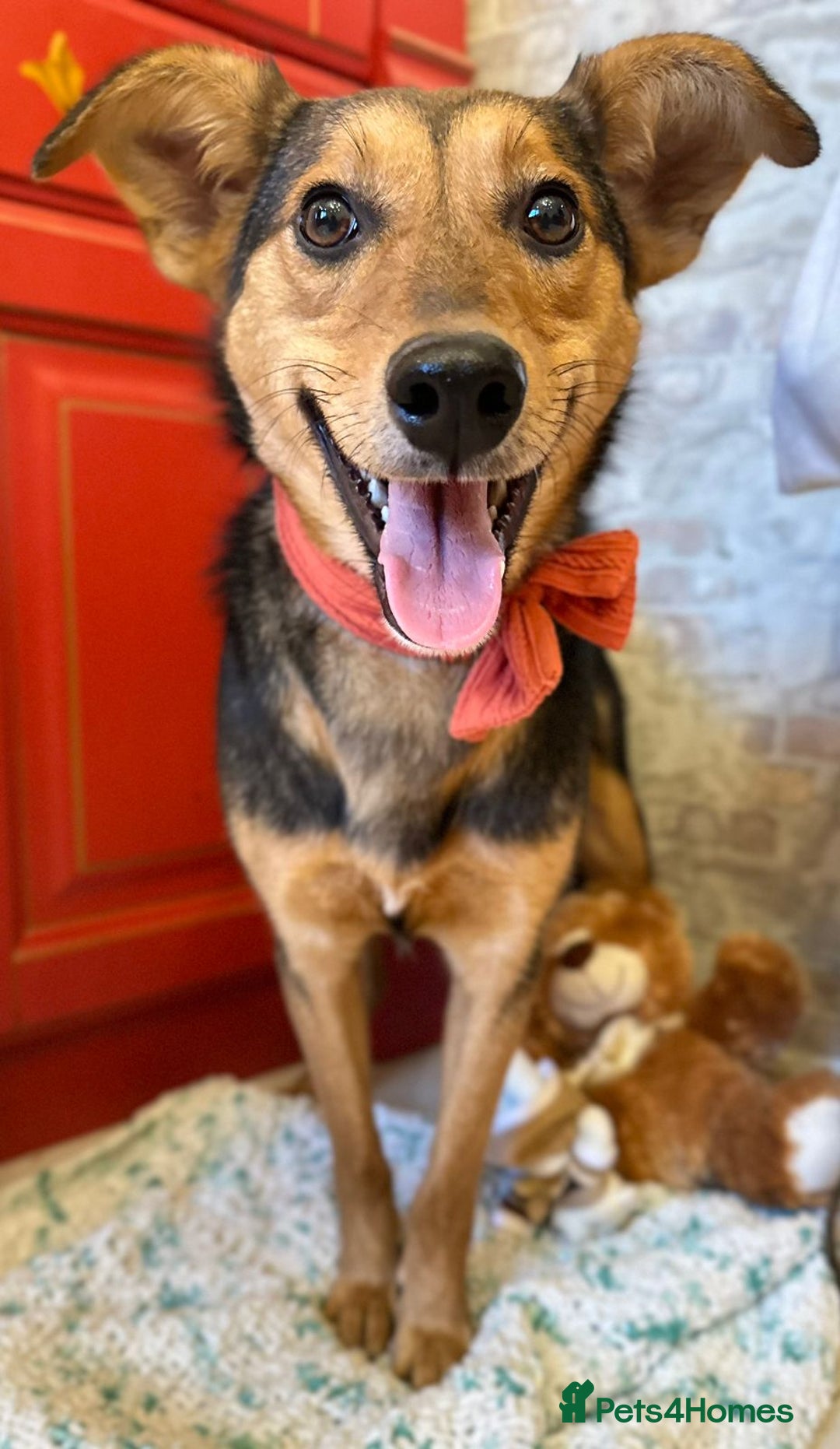 Mixed Breed dogs for adoption: ❤️🐶 RAPUNZEL – 1 year old gentle model❤️🐶  - Advert 2