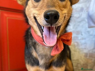 Mixed Breed dogs ❤️🐶 RAPUNZEL – 1 year old gentle model❤️🐶 - Advert 9