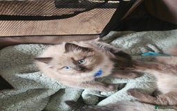 Ragdoll cats for sale: Beautiful Ragdoll Kittens  - Image 6