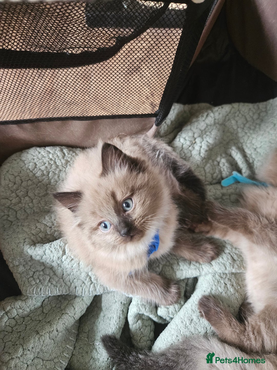 Ragdoll cats for sale: Beautiful Ragdoll Kittens  - Image 6