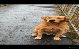Labrador Retriever dogs for sale: Labrador puppies  - Image 9