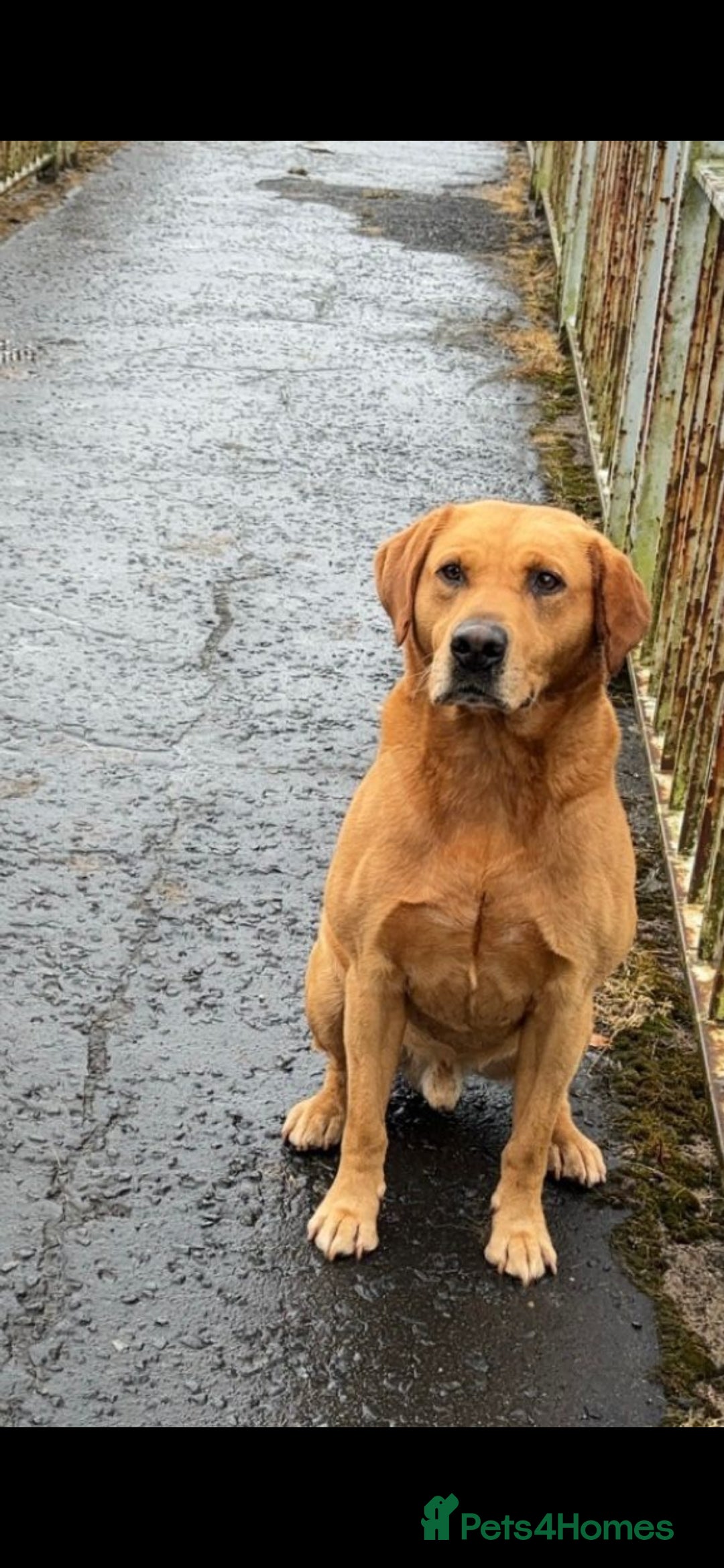 Labrador Retriever dogs for sale: Labrador puppies  - Image 9