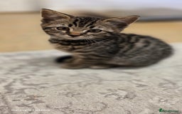 Bengal cats for sale: Last two boys Bengal .British short-hair cross - Advert 2