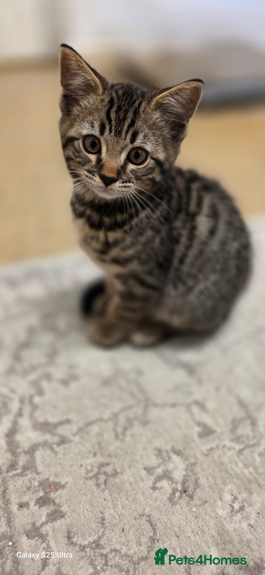 Bengal cats for sale: Last two boys Bengal .British short-hair cross - Advert 2