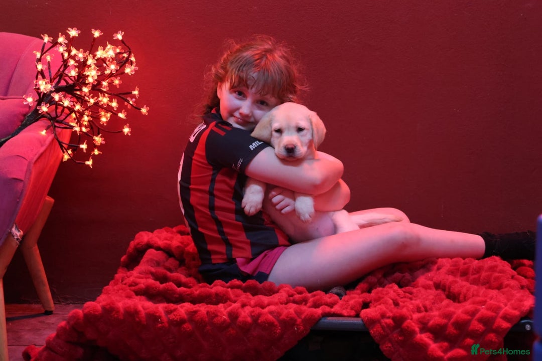 Golden Retriever dogs for sale: Health Tested, champion bloodlines Great with Kids - Advert 8